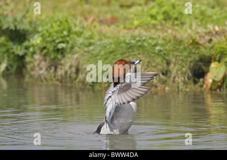 Fuligule Milouin (Aythya ferina) mâle adulte, les ailes battantes sur l'eau, Norfolk, Angleterre, mai Banque D'Images