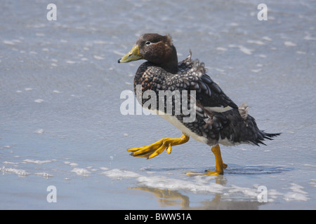 Îles Falkland (Tachyeres brachypterus Steamerduck aptères) femelle adulte, la marche, émergeant de la mer, îles Falkland Banque D'Images