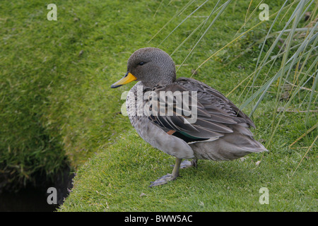 Yellow-billed Teal (Anas flavirostris) adulte, debout sur l'herbe au bord de la piscine, des îles Malouines Banque D'Images