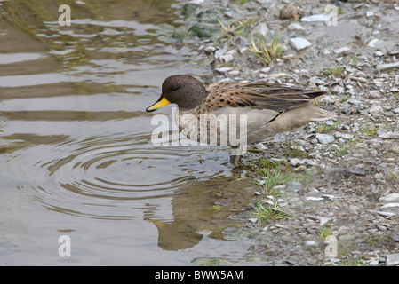 Teal (Anas flavirostris mouchetée oxyptera) mâle adulte, debout au bord du ruisseau de la puna, Salta, Argentine, janvier Banque D'Images