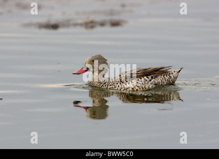 Sarcelle du Cap (Anas capensis), natation adultes, le lac Naivasha, Great Rift Valley, Kenya, novembre Banque D'Images