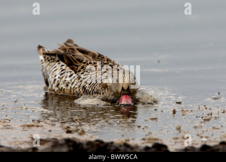 Sarcelle du Cap (Anas capensis) des profils, l'alimentation, tout en faisant des bulles dans les eaux peu profondes, le lac Naivasha, la Grande Vallée du Rift, au Kenya, Banque D'Images