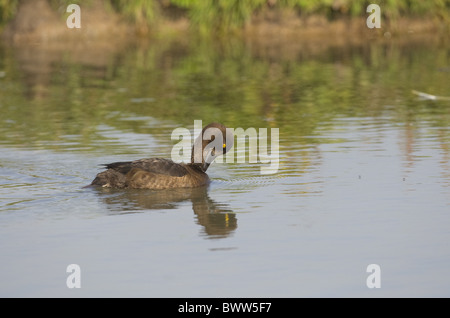 Fuligule morillon (Aythya fuligula) femelle adulte, au lissage sur l'eau, Norfolk, Angleterre Banque D'Images