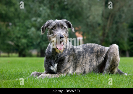 Irish Wolfhound (Canis lupus familiaris) haletant sur pelouse au jardin Banque D'Images