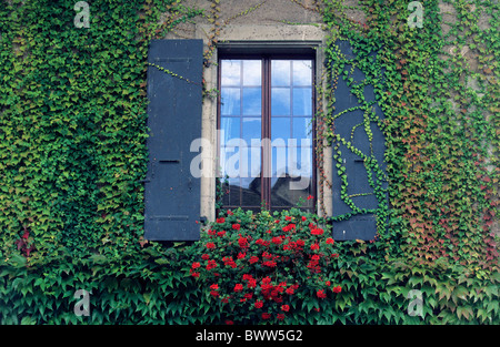 Suisse Europe canton Vaud Lac de Genève Saint Prex chambre façade fenêtre géraniums lierre accueil flore fleurs Banque D'Images