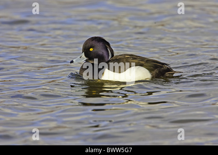 Fuligule morillon (Aythya fuligula) mâle adulte, natation, Northamptonshire, en Angleterre, le printemps Banque D'Images