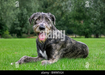 Irish Wolfhound (Canis lupus familiaris) haletant sur pelouse au jardin Banque D'Images