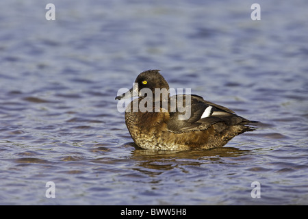 Fuligule morillon (Aythya fuligula) femelle adulte, sur le lac en fonctionnement de gravier, Warwickshire, en Angleterre, l'été Banque D'Images