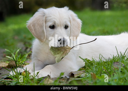 Golden retriever (Canis lupus familiaris) pup jouant avec la leaf au jardin Banque D'Images
