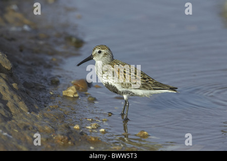 Le Bécasseau variable (Calidris alpina) plumage d'été, adultes, les pataugeoires, printemps Banque D'Images