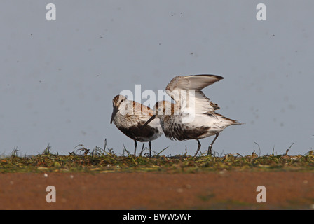 Le Bécasseau variable (Calidris alpina alpina) deux adultes, des moucherons sur les rives du lac, province Aqmola, Kazakhstan, juin Banque D'Images