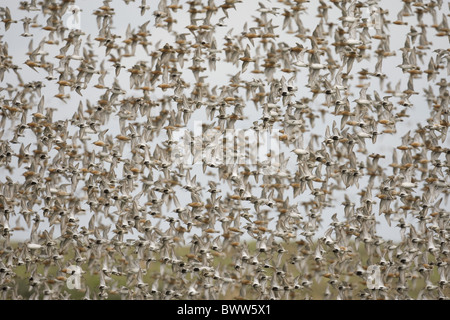 Le Bécasseau variable (Calidris alpina) et maubèche (Calidris canuta) troupeau, en vol, de repos, la réserve RSPB Snettisham Norfolk, Angleterre Banque D'Images