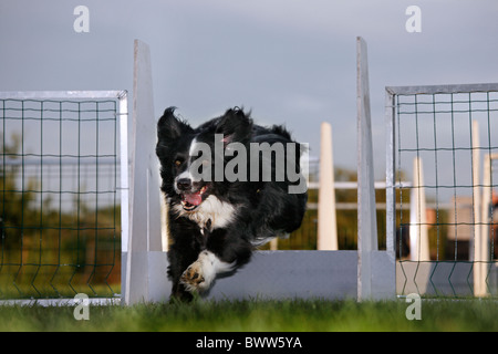 Border Collie (Canis lupus familiaris) sautant au parcours d'obstacle Banque D'Images