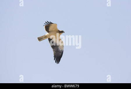 Aigle botté (Hieraaetus pennatus) phase pâle, adulte, en vol, Espagne Banque D'Images