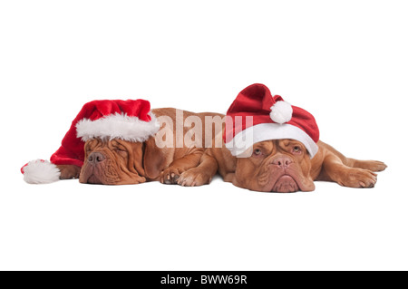 Deux X-mas dogues de Bordeaux avec chapeaux rouge Banque D'Images