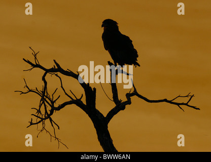 Aigle Bateleur (Terathopius ecaudatus) perché en arbre mort, se découpant au lever du soleil, Afrique du Sud Banque D'Images