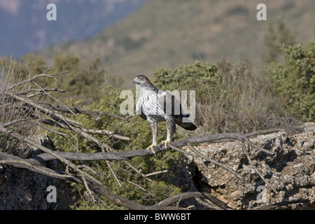 Aigle de Bonelli (Aquila fasciata) femelle adulte, perché sur branche morte, Aragon, Espagne, novembre Banque D'Images