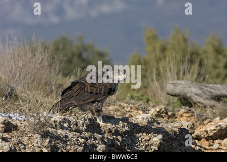 Aigle de Bonelli (Aquila fasciata) femelle adulte, debout sur les rochers, Aragon, Espagne, novembre Banque D'Images