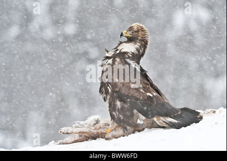 L'Aigle royal (Aquila chrysaetos) immature, l'alimentation, l'article sur Red Fox (Vulpes vulpes) carcasse dans la neige, la Norvège, l'hiver Banque D'Images