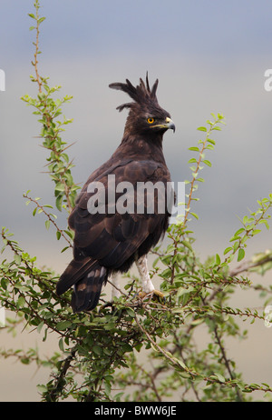 Long-crested Eagle (Lophaetus occipital) adulte, perché dans l'arbre, Kenya, octobre Banque D'Images