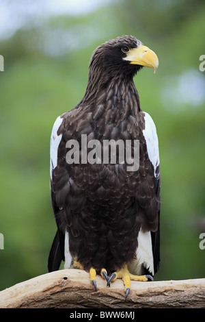 Lion de mer de Steller-blanche (Haliaeetus pelagicus) adulte, perché sur une branche, captive Banque D'Images