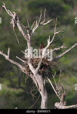 Wahlberg's Eagle (Aquila wahlbergi) adulte, debout sur son nid en arbre mort, N.P., Tsavo Ouest Kenya, novembre Banque D'Images