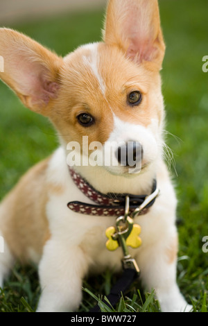 Chiot Welsh Corgi. Banque D'Images