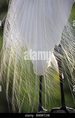 Grande Aigrette (Casmerodius albus) adulte, plumage nuptial, close-up de plumes, Floride, États-Unis Banque D'Images
