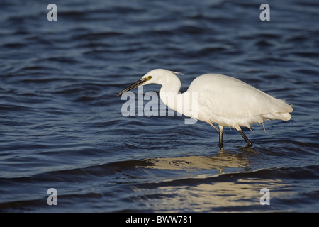 Aigrette garzette (Egretta garzetta) des profils, l'alimentation, de patauger dans l'eau, Norfolk, Angleterre, hiver Banque D'Images