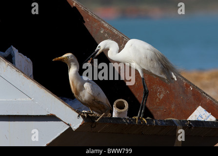 Aigrette garzette (Egretta garzetta) et Héron garde-boeuf (Bubulcus ibis) adultes, l'alimentation, les charognards de passer sur le poisson dock, Maroc, avril Banque D'Images