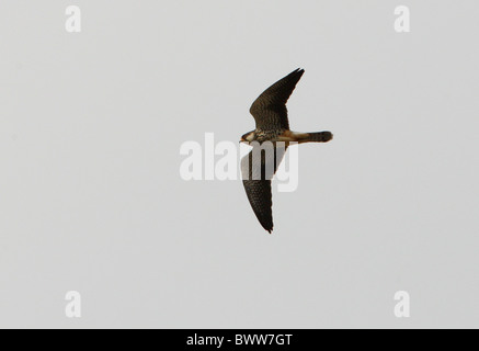 Falcon (Falco amurensis Amur) femelle adulte, en vol, Beidaihe, Hebei, Chine, mai Banque D'Images