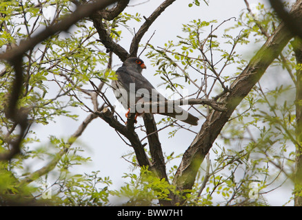 Falcon (Falco amurensis Amur) mâle adulte, perché dans l'arbre, Beidaihe, Hebei, Chine, mai Banque D'Images