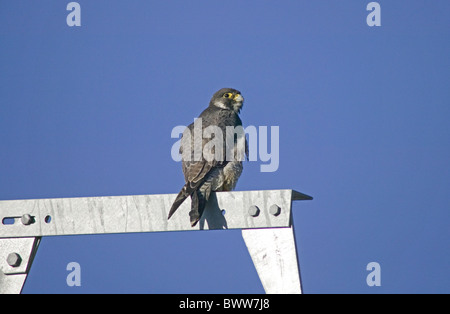 Le faucon pèlerin (Falco peregrinus) adulte, perché sur pylône, Espagne Banque D'Images