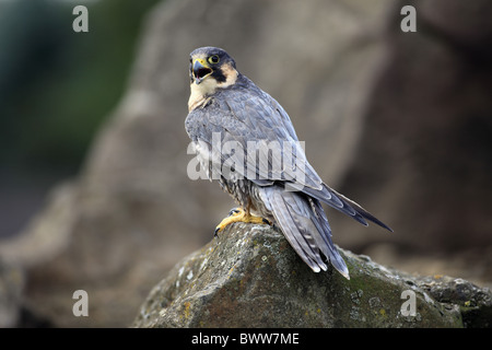 Le faucon pèlerin (Falco peregrinus) mâle adulte, appelant, perché sur le roc, Allemagne Banque D'Images