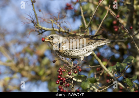 F) Fieldfare (Turdus, adultes se nourrissent de baies d'aubépine, Sussex, Angleterre Banque D'Images