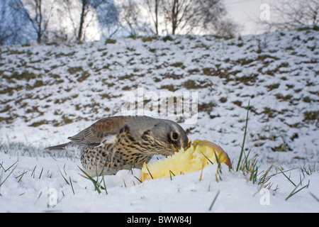 F) Fieldfare (Turdus, adultes se nourrissent d'aubaine apple dans la neige, Suffolk, Angleterre, février Banque D'Images