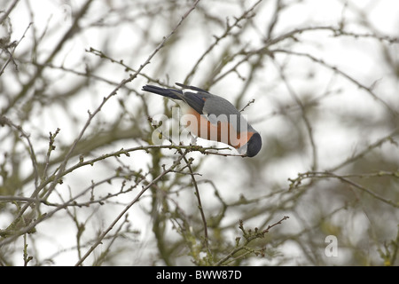 Bouvreuil (Pyrrhula pyrrhula) mâle adulte, se nourrissant de prunellier (Prunus spinosa) bourgeons, Warwickshire, en Angleterre, le printemps Banque D'Images