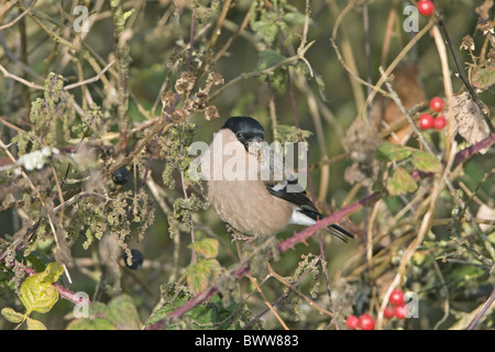 Bouvreuil (Pyrrhula pyrrhula) femelle adulte, se nourrissant d'ortie semences, Angleterre, novembre Banque D'Images