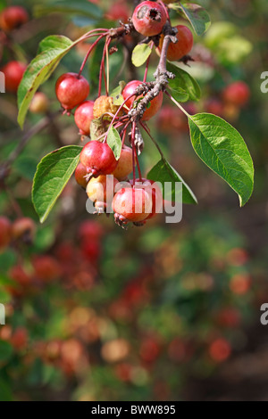 Pommier - Malus 'Evereste' Banque D'Images