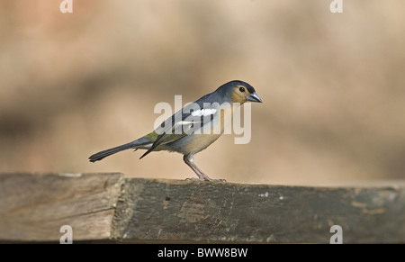 Tenerife Chaffinch (Fringilla coelebs tintillon) mâle adulte, Tenerife, Îles Canaries Banque D'Images