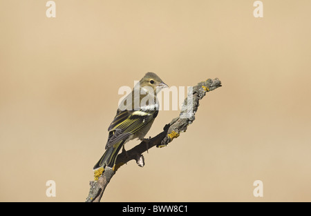 Chaffinch (Fringilla coelebs) femelle adulte, perché sur des rameaux, Espagne Banque D'Images