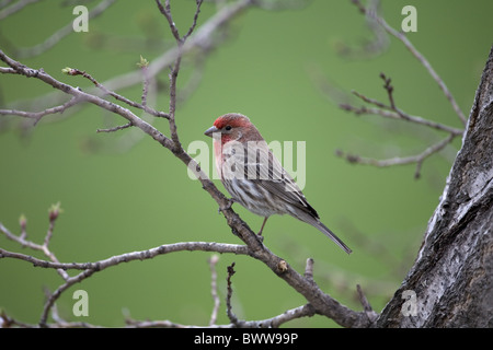 Roselin familier (Carpodacus mexicanus) mâle adulte, entrée en plumage nuptial, perché sur des rameaux, Dakota du Nord, États-Unis d'Amérique, le printemps Banque D'Images