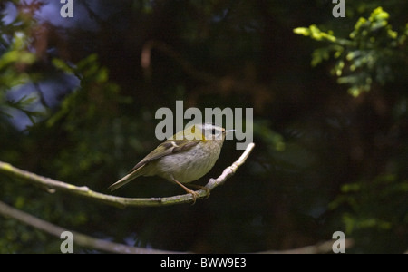 (Regulus ignicapillus Firecrest) adulte, perché sur des rameaux, Norfolk, Angleterre Banque D'Images