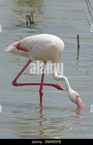 Flamant rose (Phoenicopterus ruber) des profils, à l'éraflure du cou, l'alimentation en lagune d'eau douce, de l'Espagne, mai Banque D'Images