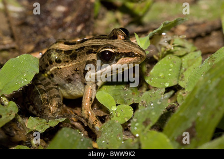 Fusée de Mascarene Ptychadena mascareniensis grenouille ; Banque D'Images