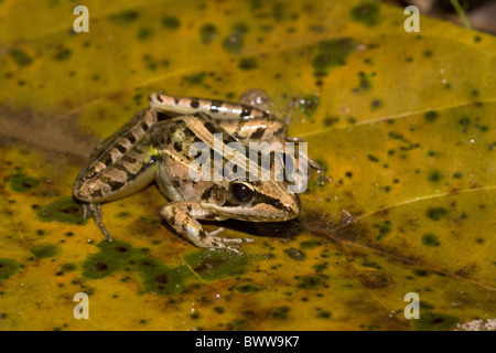 Ptychadena mascareniensis Grenouille Rocket Mascarene Banque D'Images