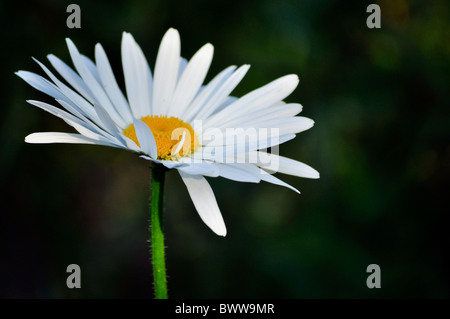 Une seule daisy white isolé sur fond sombre Banque D'Images