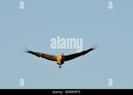 Seul / grue Eurasienne (Grus grus) volant de repos se trouvant à l'aube à partir de ci-dessous en soleil levant. Période de migration d'automne. Banque D'Images