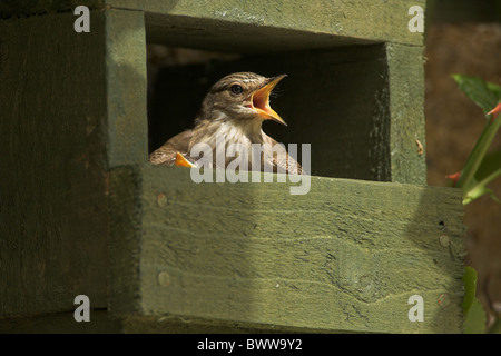 Spotted Flycatcher (Muscicapa striata), adultes en jardin nichoir, protégeant les poussins de soleil, Frontières, Ecosse Banque D'Images
