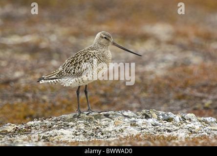 Barge à queue Bar (Limosa lapponica) femelle adulte, le plumage d'été, debout dans le territoire de reproduction, Kongsfjord, Varanger, Norvège, Banque D'Images